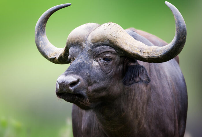 bufala bufalo mozzarella