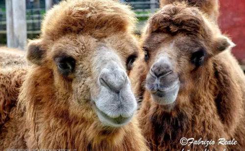 Napoli Zoo Di Napoli Cammelli, Reggia di Caserta Unofficial
