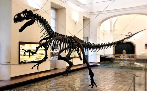 napoli cosa vedere - Museo di Paleontologia - dinasauro