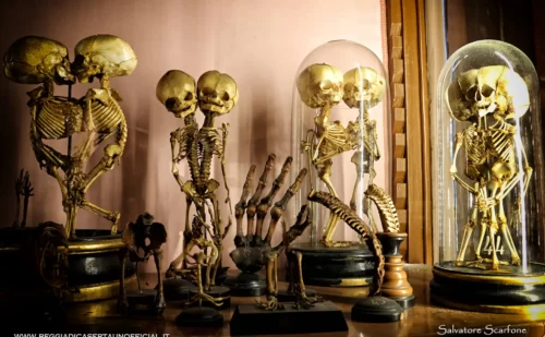 napoli cosa vedere - museo anatomico scheletri di feti deformi e siamesi