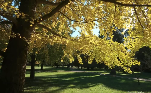 Reggia di Caserta giardino inglese albero ginkgo ginko biloba