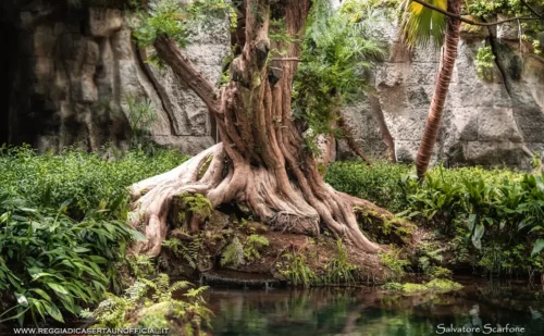 Reggia di Caserta giardino inglese albero.jpg