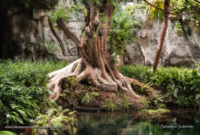 Reggia Di Caserta Giardino Inglese Albero.jpg, Reggia di Caserta Unofficial