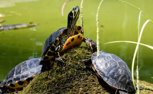 Reggia di Caserta giardino inglese tartarughe